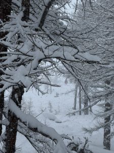 Nei boschi sotto il rifugio Chabod